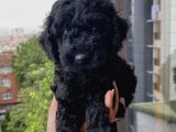 Muhteşem Black Bebi̇şler