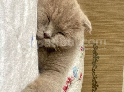 Di̇şi̇ Yavru Kedi̇ görsel