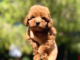 Red Toy Poodle Bebekler