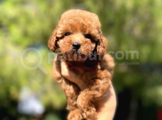 Red Toy Poodle Bebekler