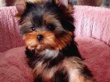 Vecihi Den Yorkshair Terrier Teacup Bebekler