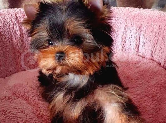 Vecihi Den Yorkshair Terrier Teacup Bebekler görsel