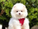 Safkan Teddy Face Pomeranian Yavruları
