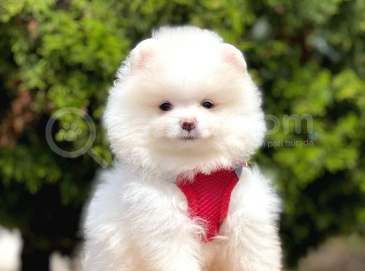 Safkan Teddy Face Pomeranian Yavruları görsel
