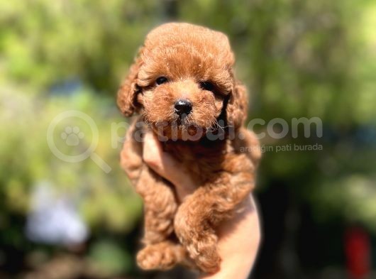 Red Toy Poodle Bebekler görsel