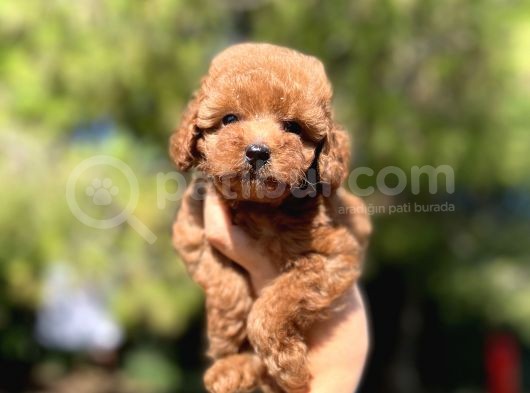 Red Toy Poodle Bebekler görsel