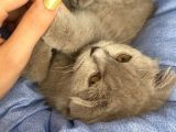 Di̇şi̇ Yavru Kedi̇