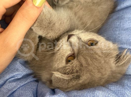 Di̇şi̇ Yavru Kedi̇