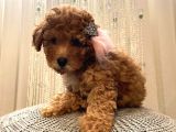 Safkan Ve Korekan Poodle Yavrular