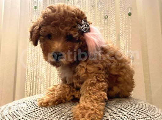 Safkan Ve Korekan Poodle Yavrular görsel