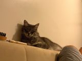 Maine Coon