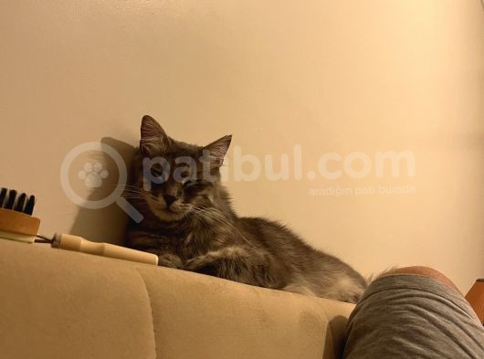 Maine Coon görsel