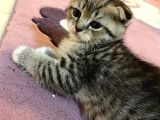 Silver Tabby