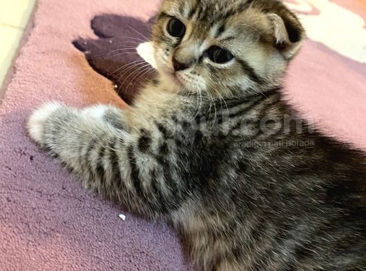 Silver Tabby görsel