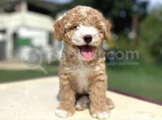 Özel Party Colour Poodle Bebeği̇mi̇z görsel