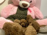 Peluş Oyuncak Gi̇bi̇ Toypoodle Bebekler