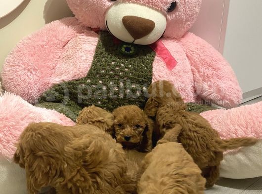 Peluş Oyuncak Gi̇bi̇ Toypoodle Bebekler görsel