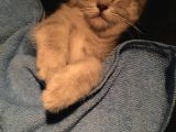 2.5 Aylık Kedi