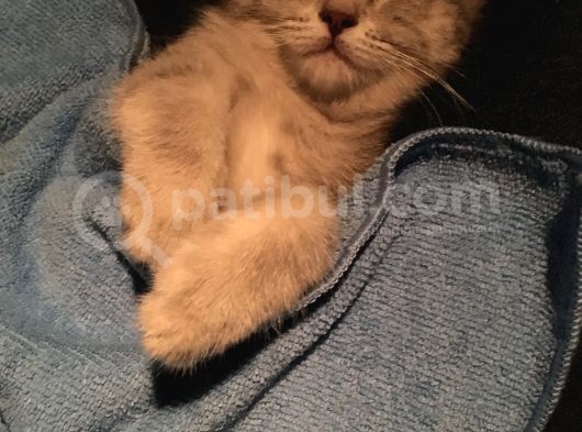 2.5 Aylık Kedi görsel