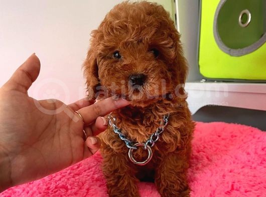 Red Brown Toy Poodle görsel