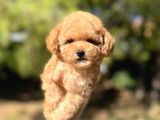 Di̇şi̇ Mi̇ni̇ Toy Poodle Bebeği̇mi̇z