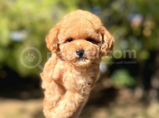 Di̇şi̇ Mi̇ni̇ Toy Poodle Bebeği̇mi̇z görsel
