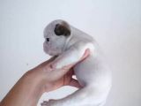 French Buldog