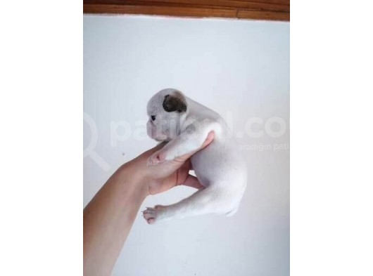 French Buldog görsel