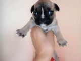 French Buldog