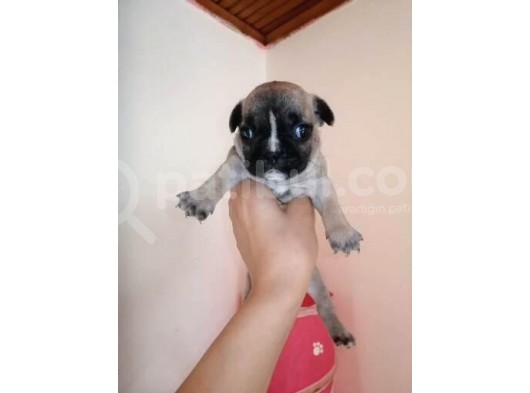 French Buldog görsel