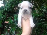 French Buldog