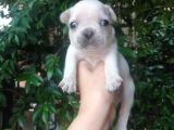 French Buldog