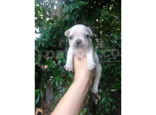 French Buldog görsel
