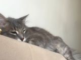 Maine Coon