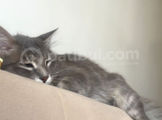 Maine Coon görsel