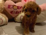 Peluş Oyuncak Gi̇bi̇ Toypoodle Bebekler