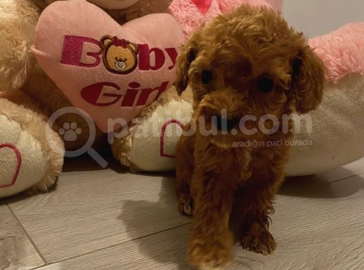 Peluş Oyuncak Gi̇bi̇ Toypoodle Bebekler