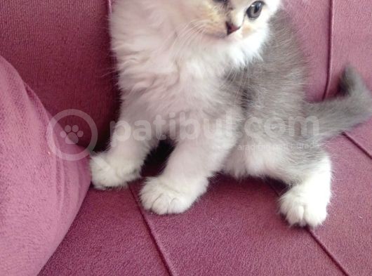 British Longhair görsel