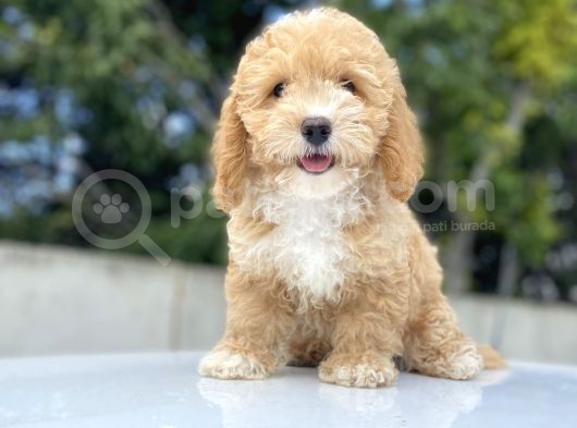 Bebek Yüzlü Malti̇poo Bebekler görsel