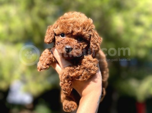 Red Mi̇ni̇ Toy Poodle Yavrular görsel