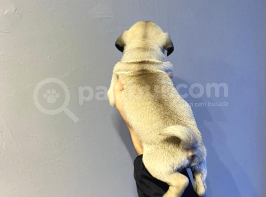 Pug Moops Yavrular görsel