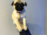 Pug Moops Yavrular