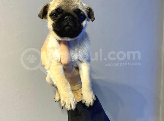 Pug Moops Yavrular görsel