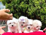 Sevimli Mini Boy Maltese Yavrular