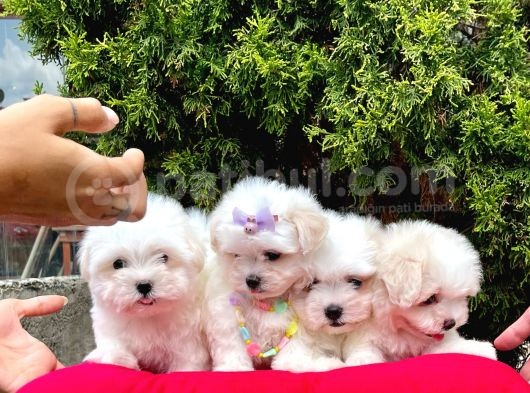 Sevimli Mini Boy Maltese Yavrular görsel