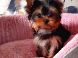 Vecihi Den Yorkshair Terrier Teacup Bebekler