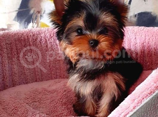 Vecihi Den Yorkshair Terrier Teacup Bebekler