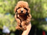 Red Toy Poodle Bebekler