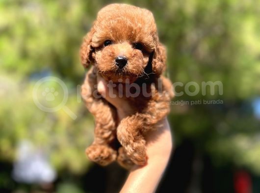 Red Toy Poodle Bebekler görsel