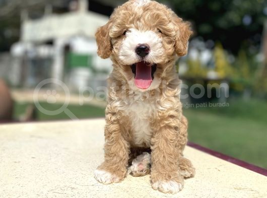 Özel Party Colour Poodle Bebeği̇mi̇z